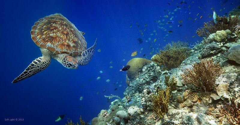 В поисках чего бы съесть вкусненькогоphoto preview