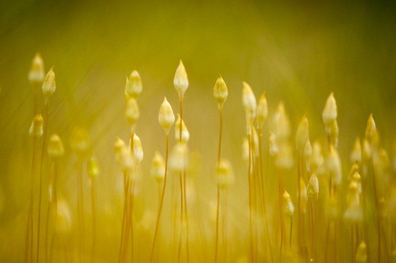 Золото, Лето, Макро ...photo preview