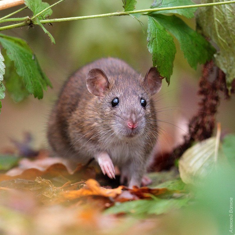 грызун, крыса Мсье, же не манж па сис журphoto preview