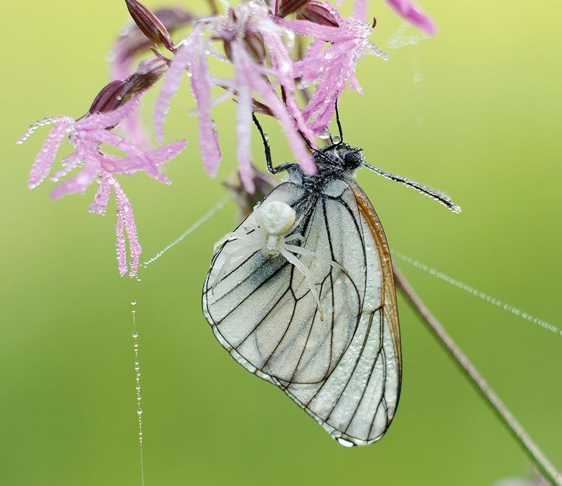 Бабочка, Боярышница, Макро, Паук ***photo preview