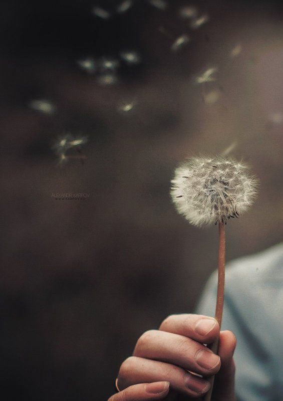 Одуванчикphoto preview