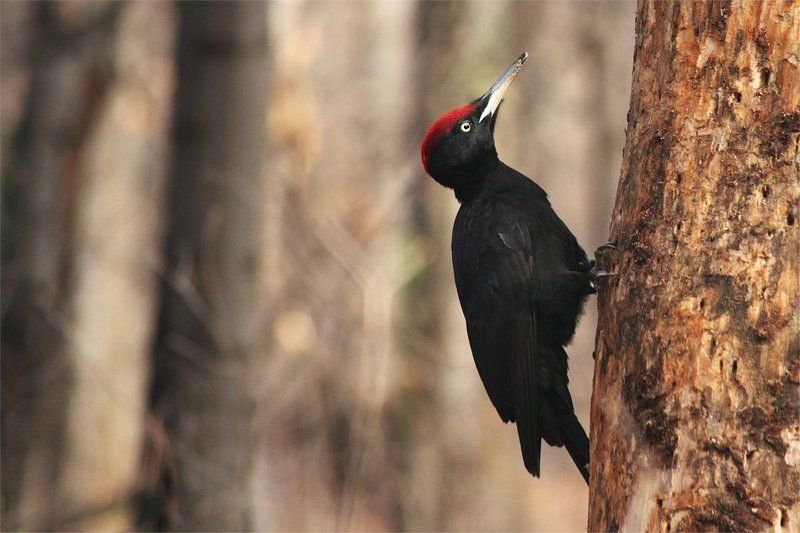 Желнаphoto preview