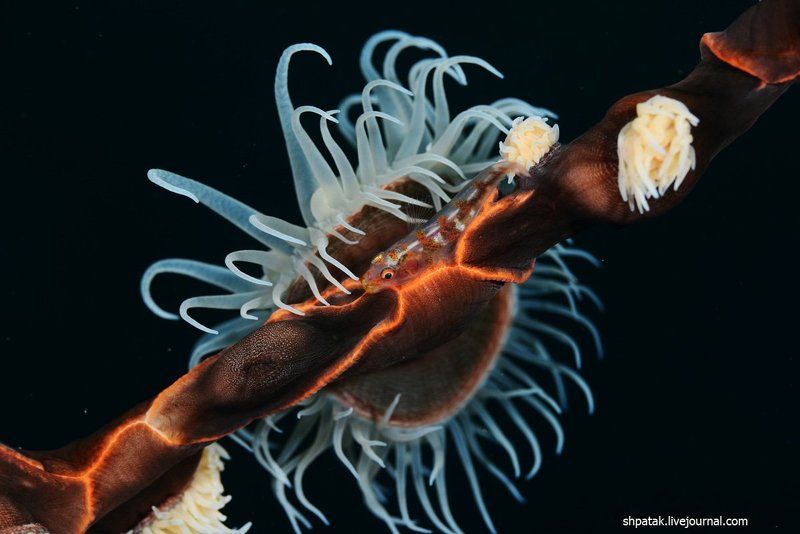 Пуэрто Галера. Всякая всячина.photo preview