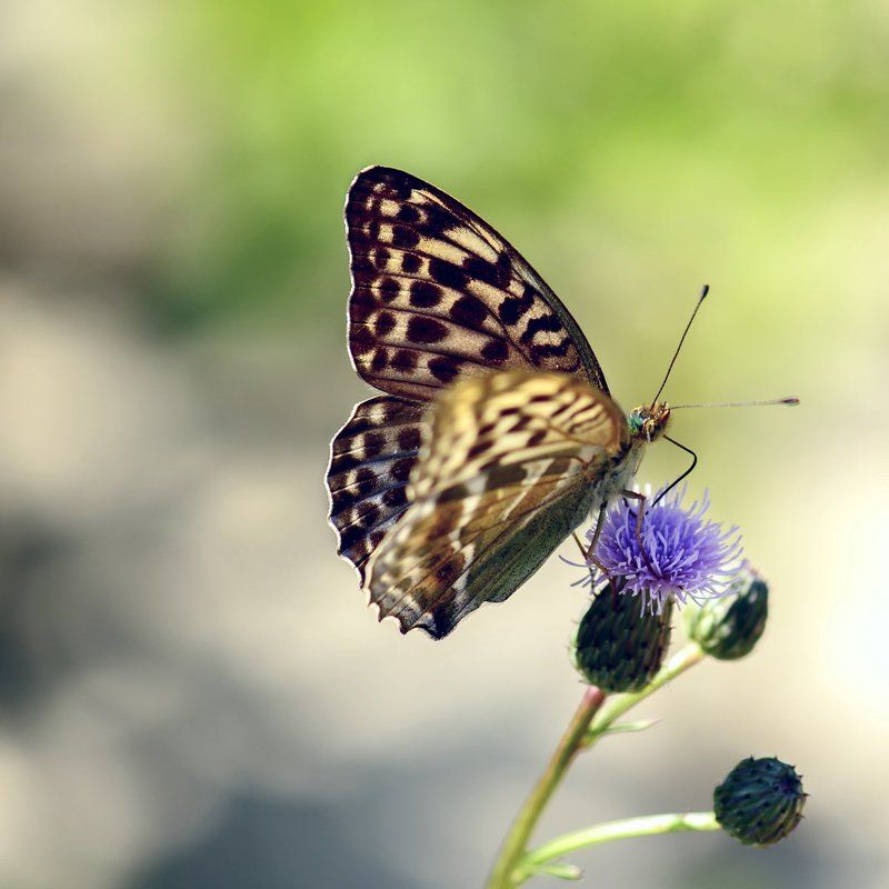 Крепитесь - Люди! Скоро ЛЕТО!photo preview