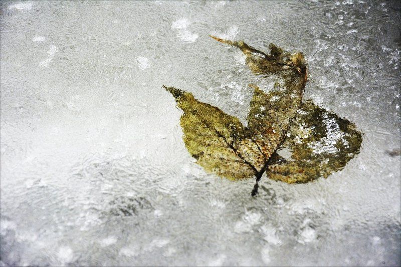 Листокphoto preview