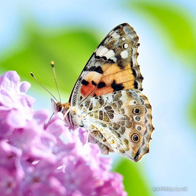 Сиреньphoto preview