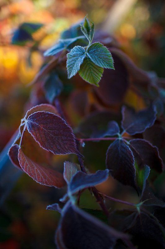 Осколки осениphoto preview