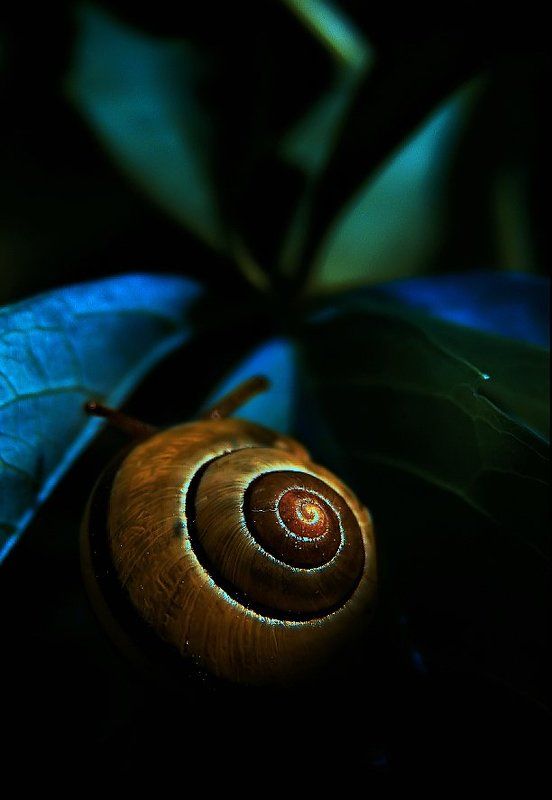 wake,snail,zeiss,sony Rayphoto preview
