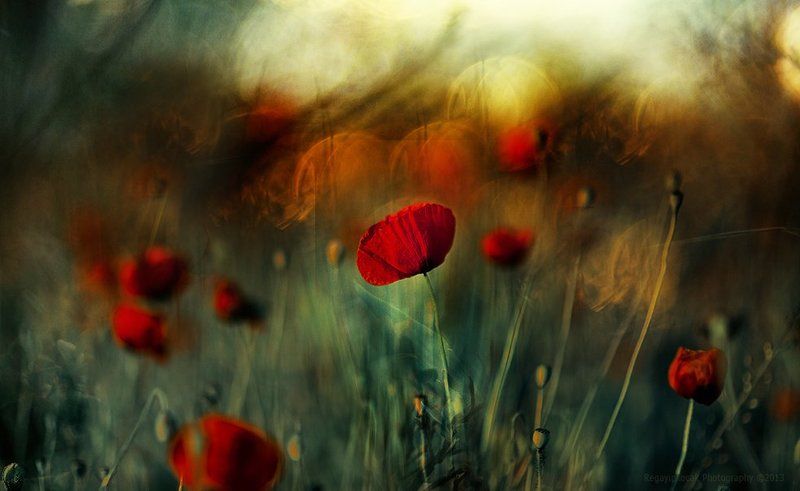 The Garden in lifephoto preview