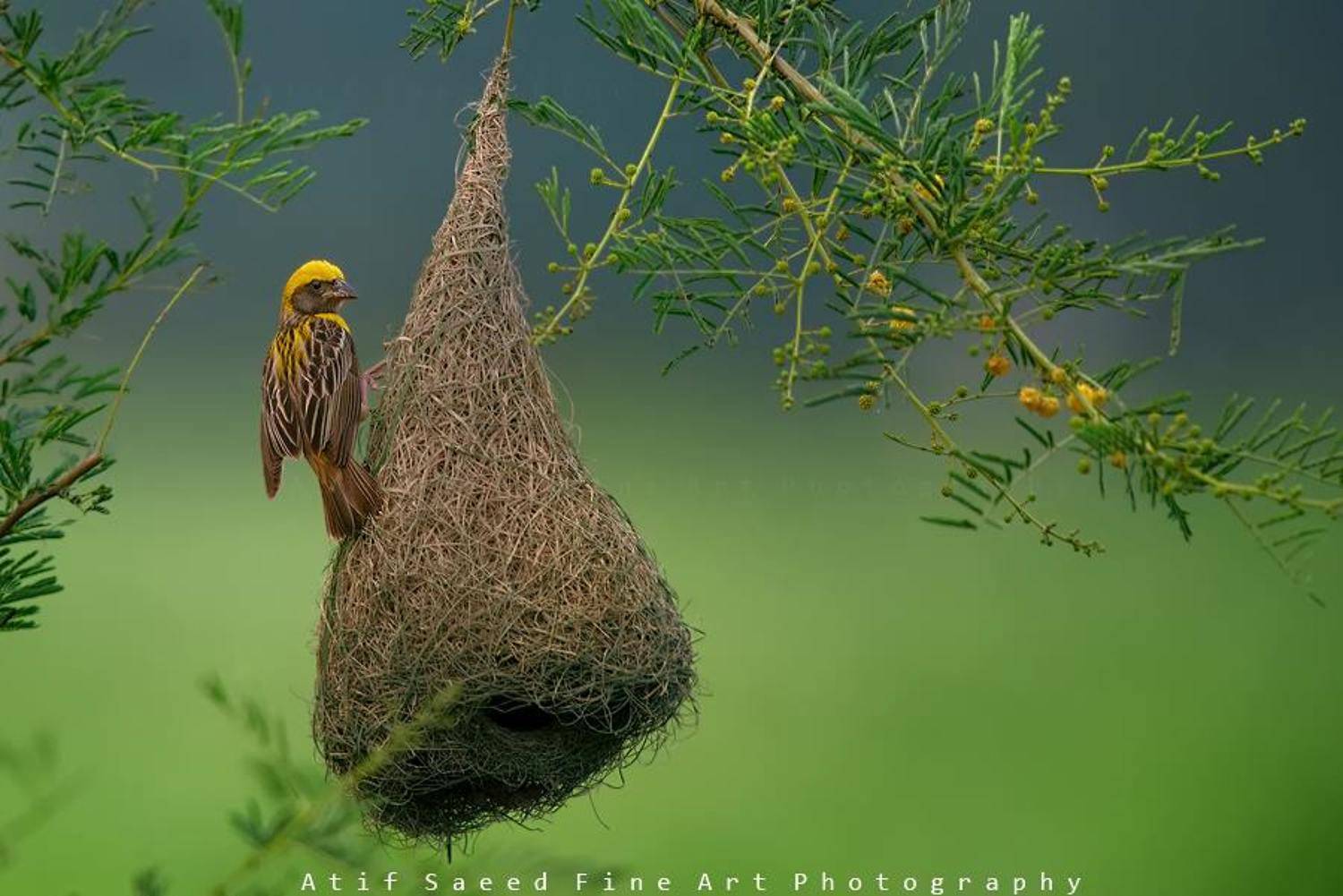 , M Atif Saeed