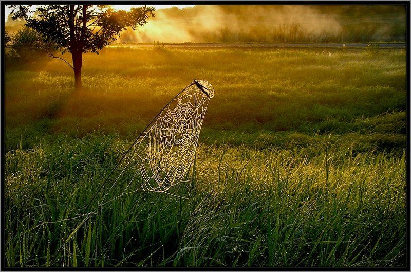 Росинкиphoto preview