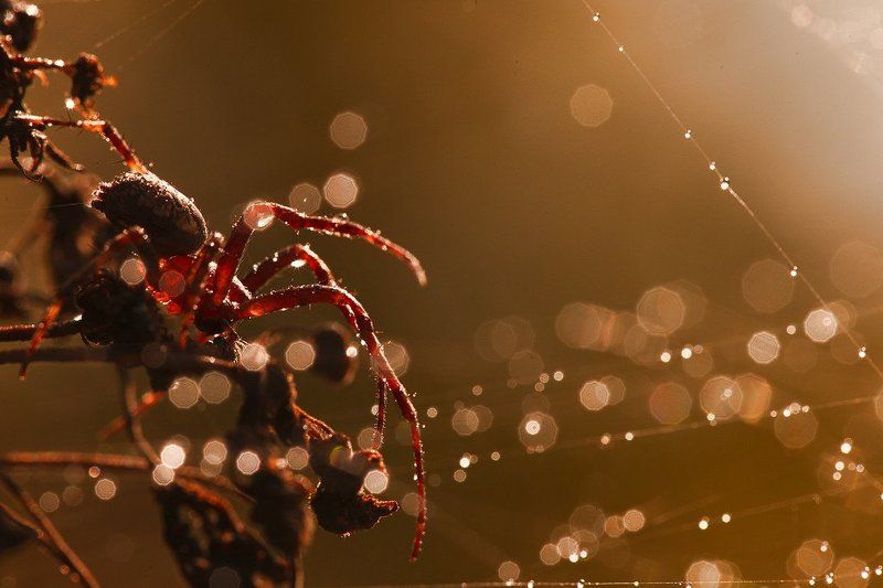 пора на охотуphoto preview