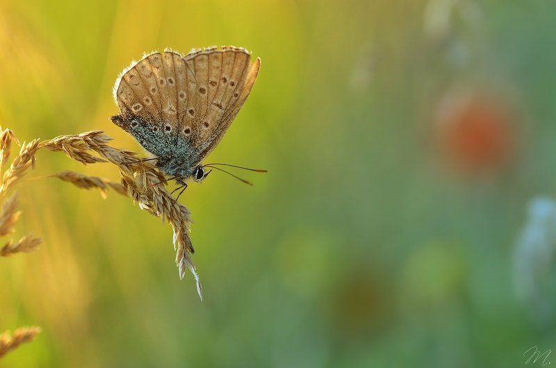 butterflyphoto preview