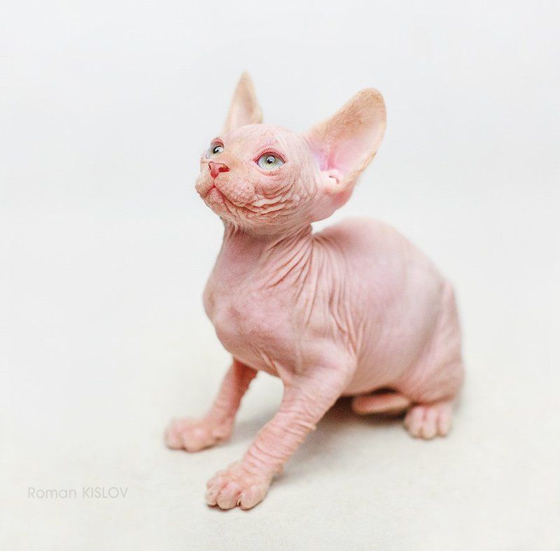 малышphoto preview