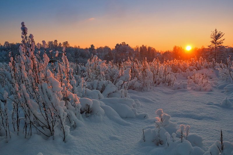 Солнечный багрянецphoto preview