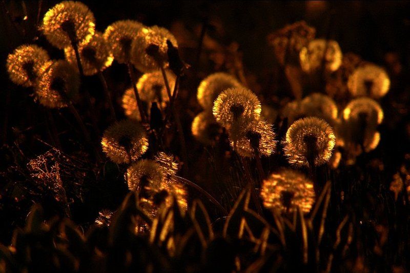 wake,nature,sony,dandelion,zeiss Dandelion Seriesphoto preview