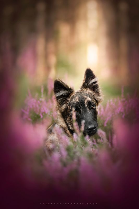 #pets, #dogpicture, #youngphotographer, #dogphotographer, #pet, #dog My heathers universephoto preview