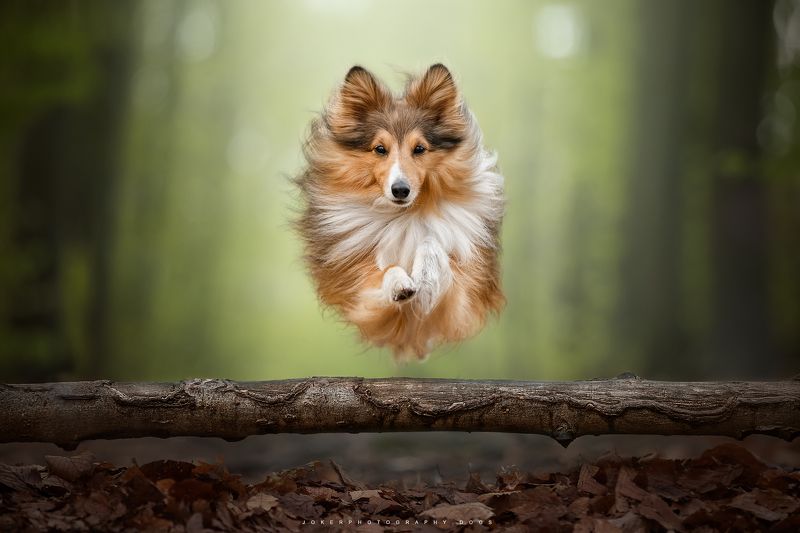 #pets #dogpicture #youngphotographer #dogphotographer #pet #dog My dog in actionphoto preview