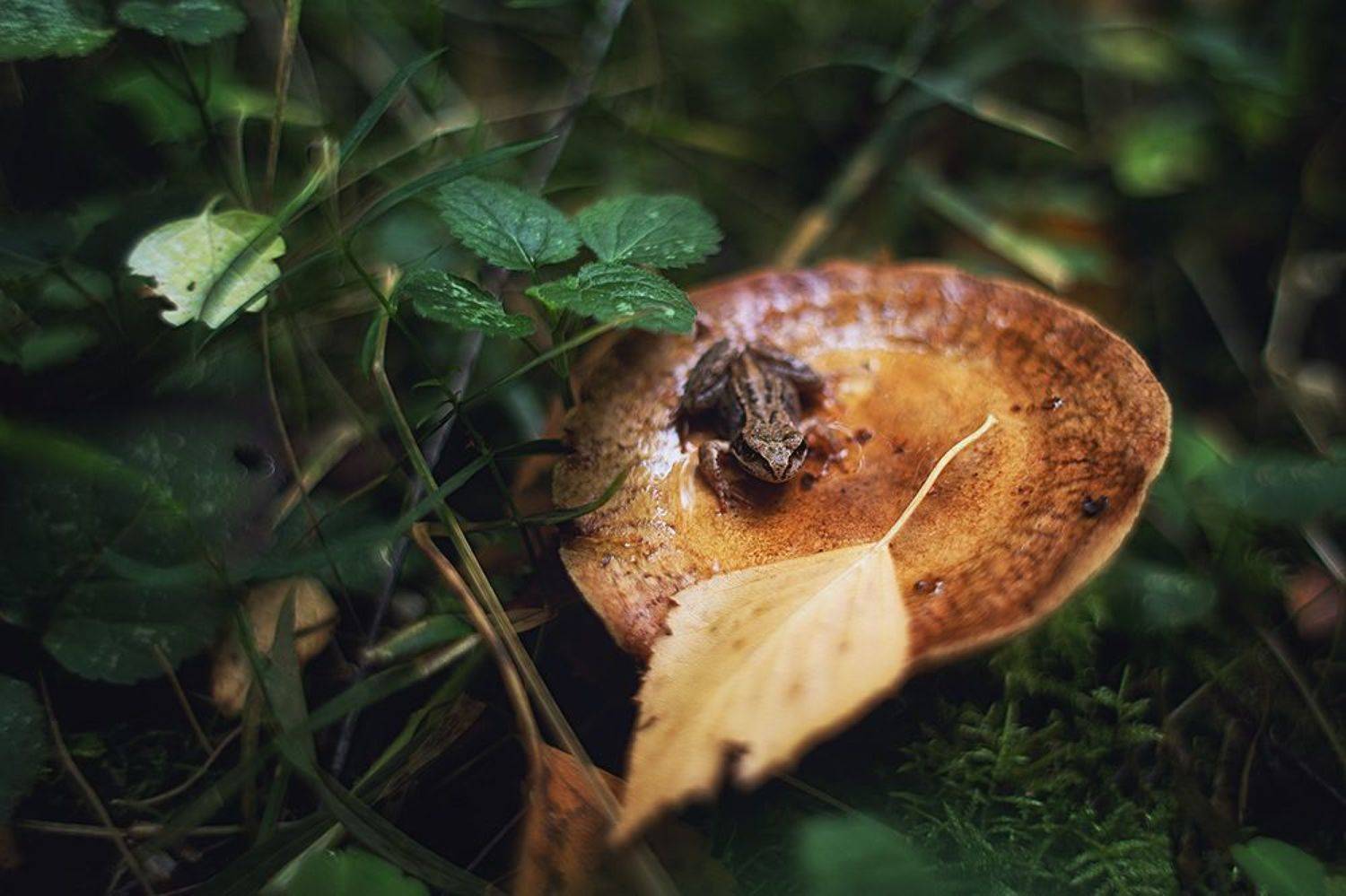 , Елена Галицкая