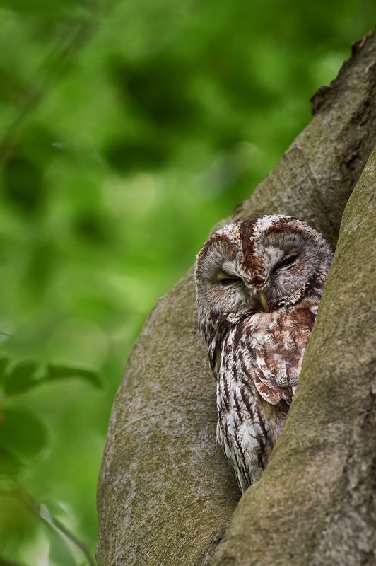 nature, wildlife, birds ***photo preview