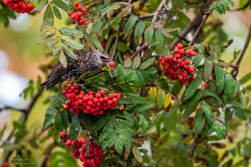 скворец, птицы, фотоохота, рябина Горят костры рябинphoto preview