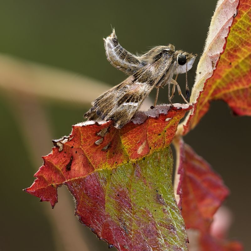 ГРУСТЬ БЕЗОТВЕТНОЙ ЛЮБВИ.photo preview