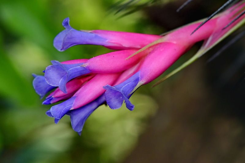 denis moura, mogi das cruzes, brasil Florphoto preview