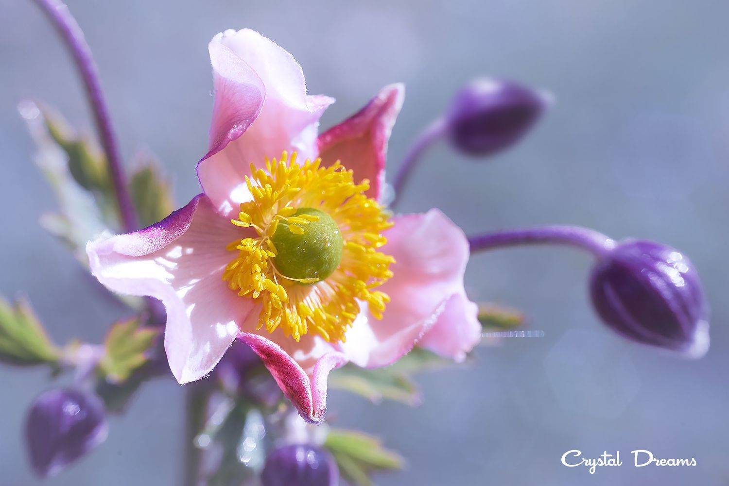 "Flower Octopus". Автор: Татьяна Крылова crystal dreams, macro, autumn, color, art, nature, Татьяна Крылова