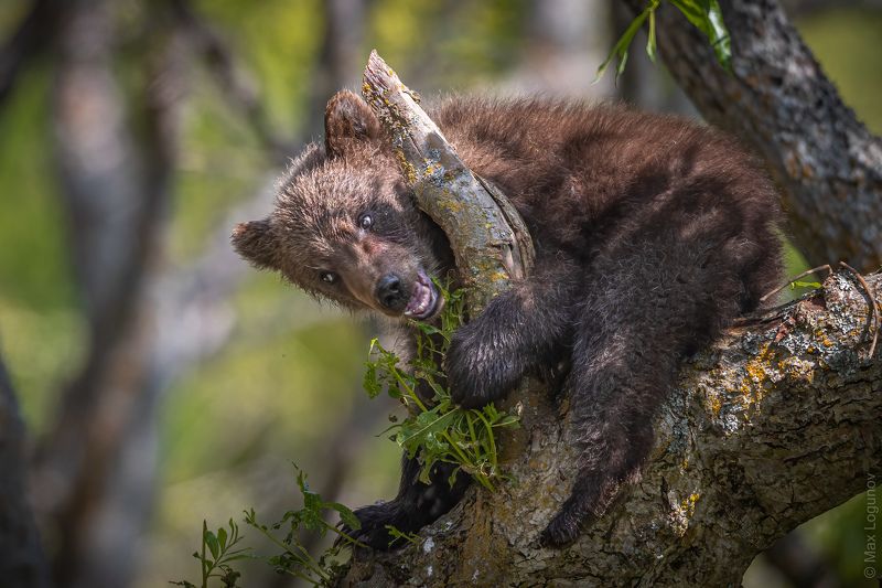 Высоко сижу, далеко гляжуphoto preview