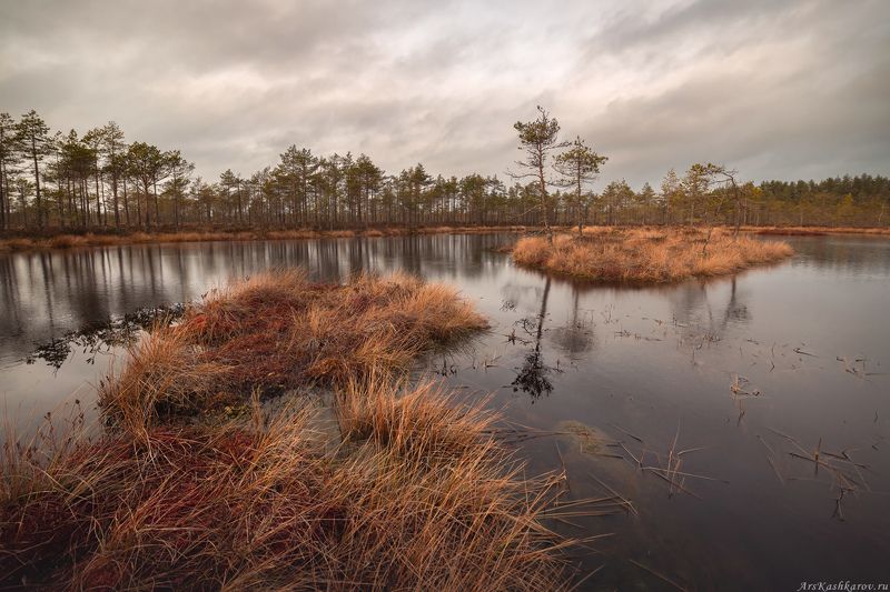 болото, болотные топи, ленобласть, ленинградская область, острова, сосны, отражение, осень \