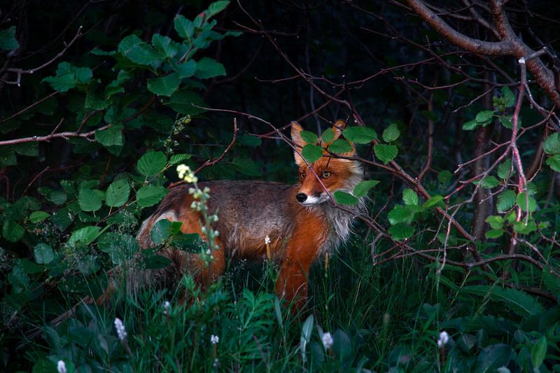 Лиса, камчатка, природа, краски Рыжаяphoto preview