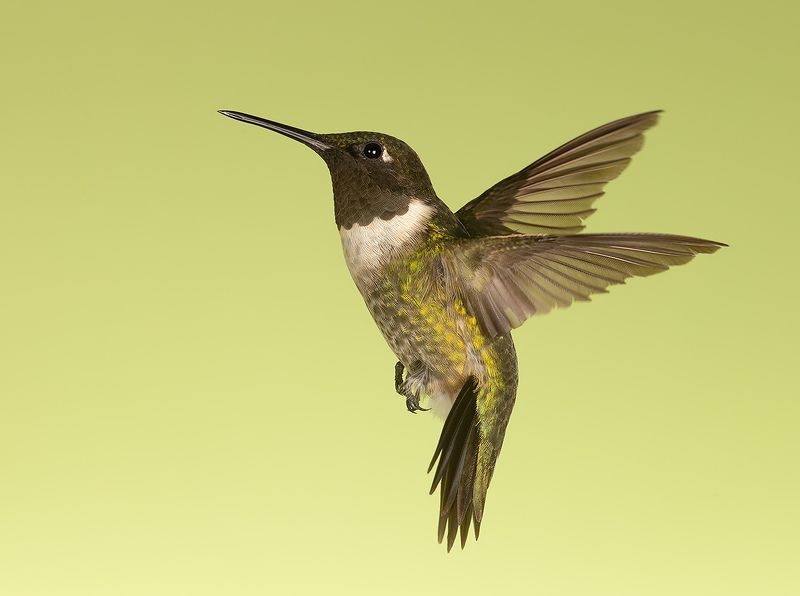 колибри,ruby-throated hummingbird, hummingbird Ruby-throated Hummingbird male -Рубиновогорлый Колибриphoto preview