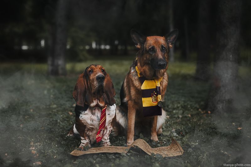 овчарка, бассет, Гарри Поттер, сказка, лес По мотивам Гарри Поттераphoto preview