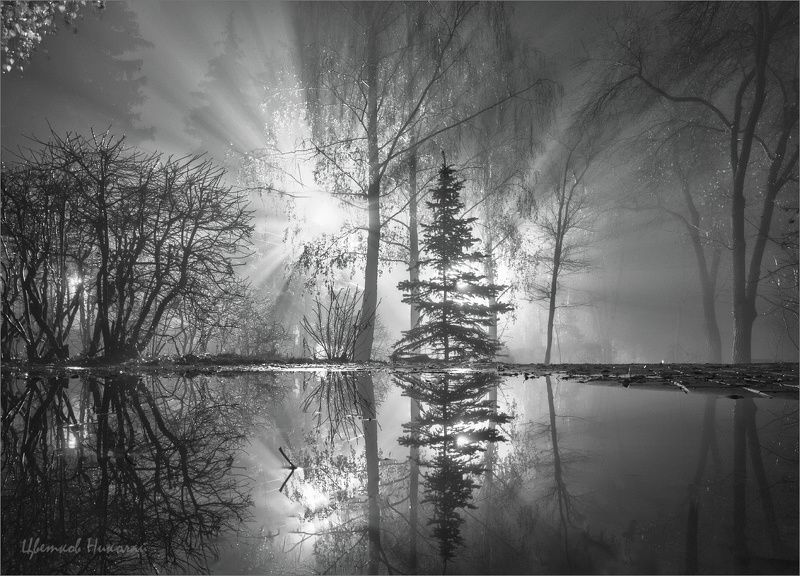 туман ноябрь парк В паркеphoto preview