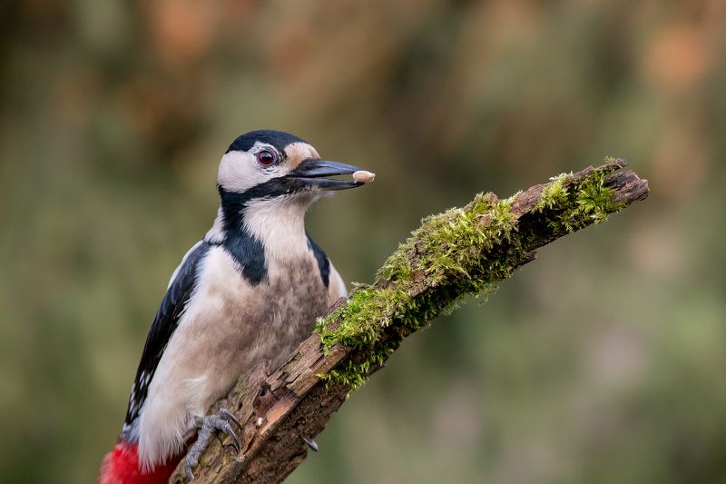 птицы, дятел, wildlife, birds, great spotted woodpecker Большой пестрый дятелphoto preview