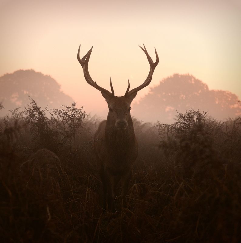 B O S Sphoto preview