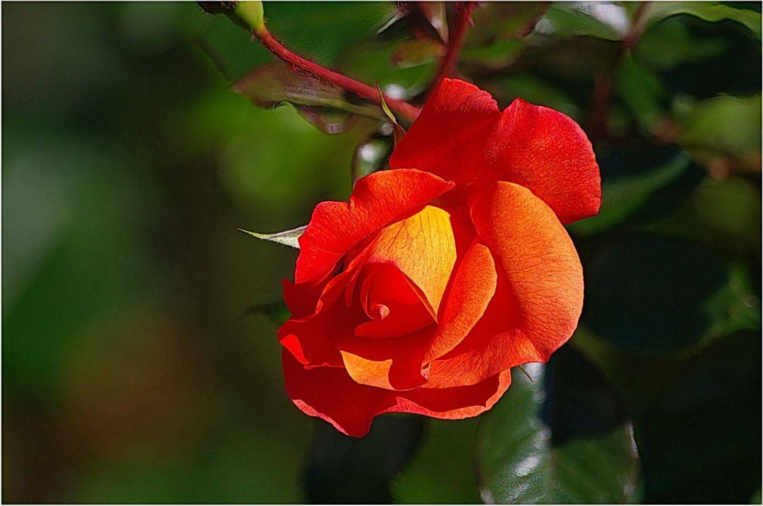 ***. Автор: Viktor , Viktor