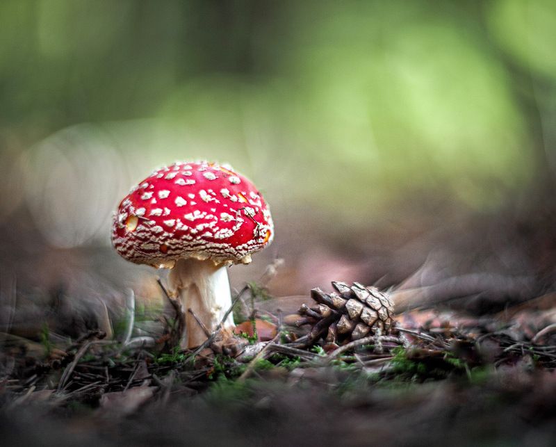 Лесные красавцыphoto preview