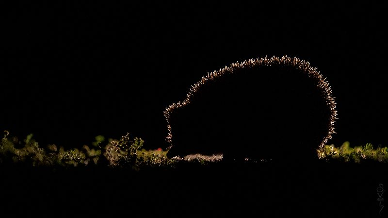 ёж ёжикphoto preview