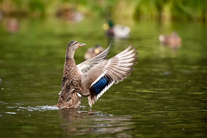 Дирижерphoto preview