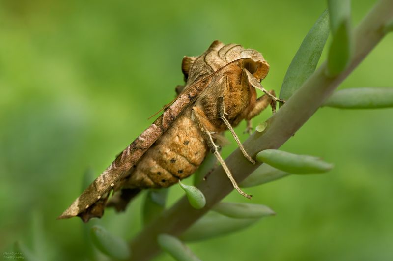 макро, природа, насекомые, бабочка, вредители, совка, macro, nature, insects, butterfly, pests, Noctuidae, owletmoths Совка Агатовая (Phlogophora meticulosa)photo preview