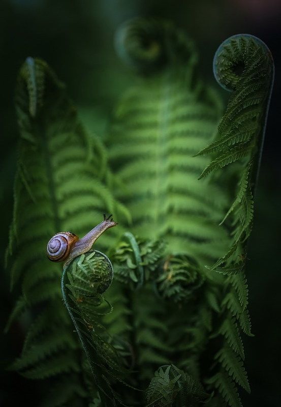 Среди исполиновphoto preview