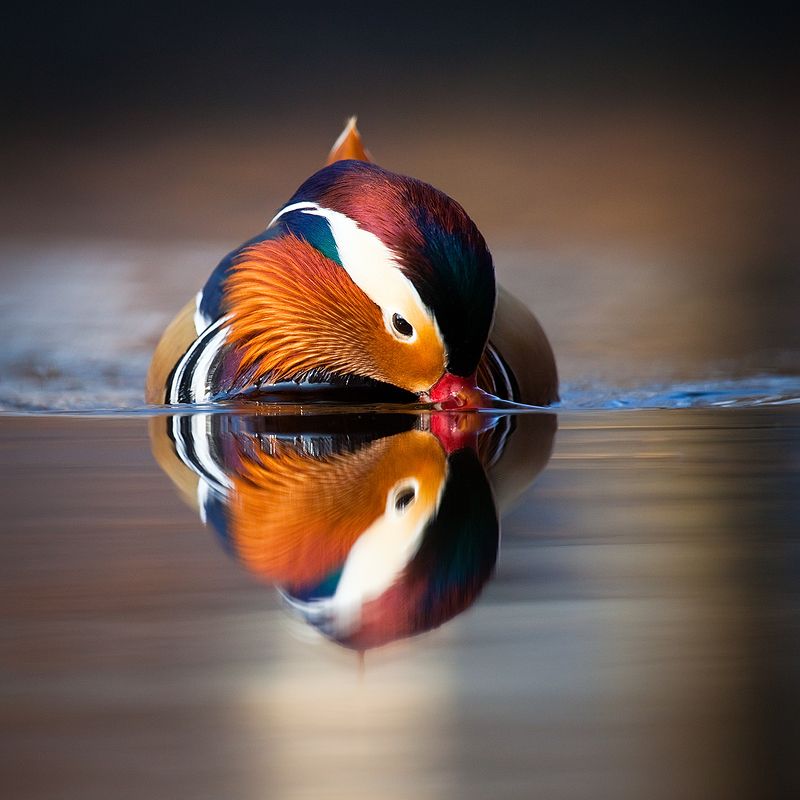 Mandarin duckphoto preview