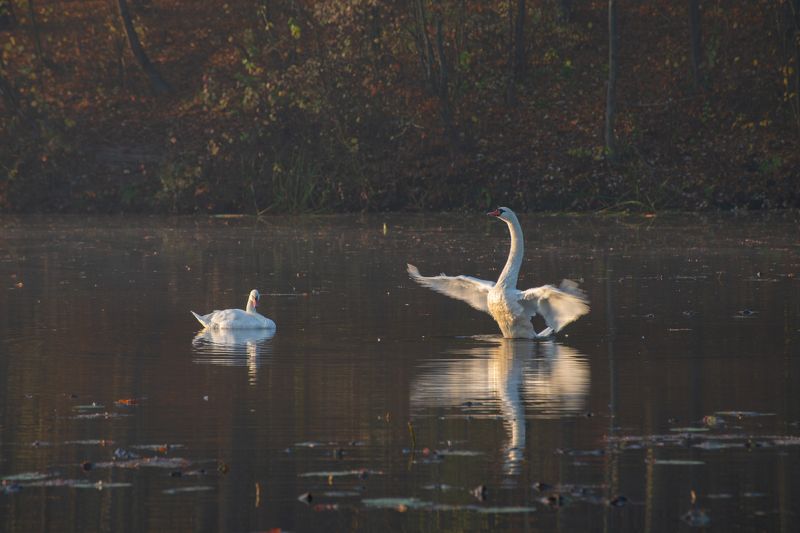 осенняя история...photo preview