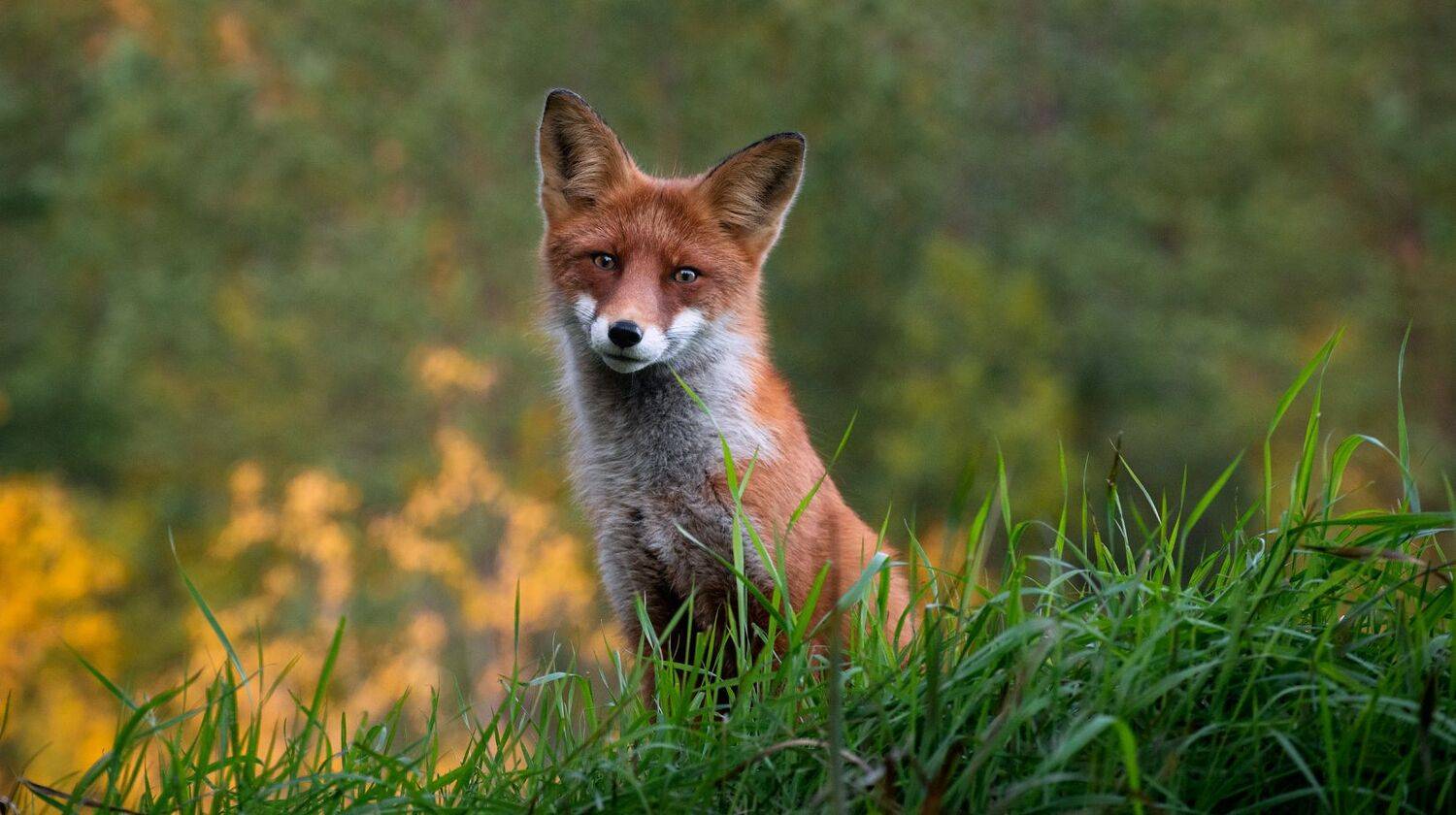 Автор: Виталий Истомин , Виталий Истомин