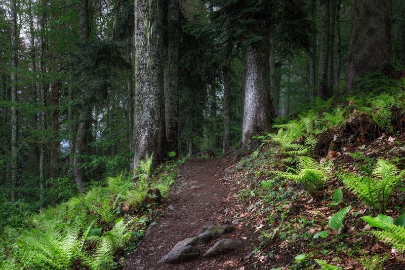 пейзаж Древний лесphoto preview