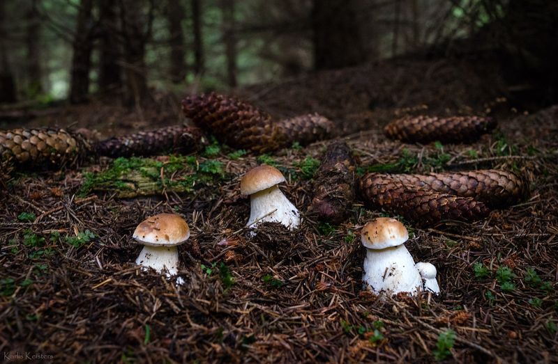 *** фото превью