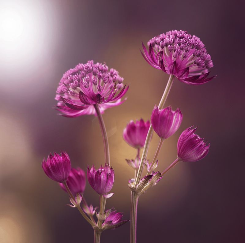 Star of Firephoto preview