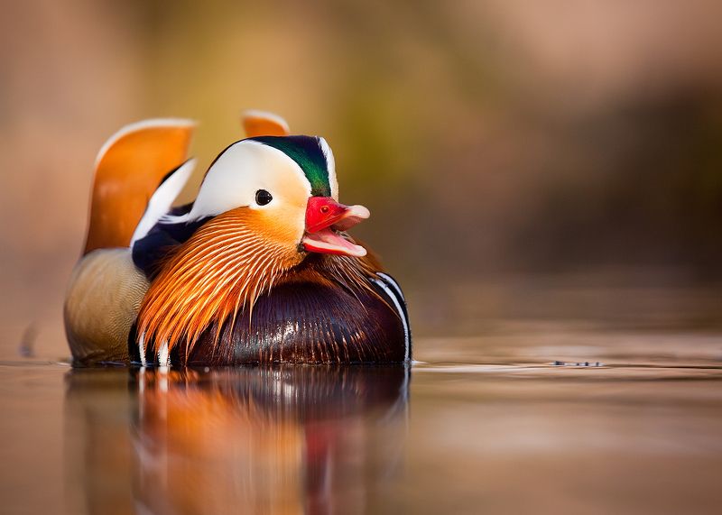 Mandarin duckphoto preview