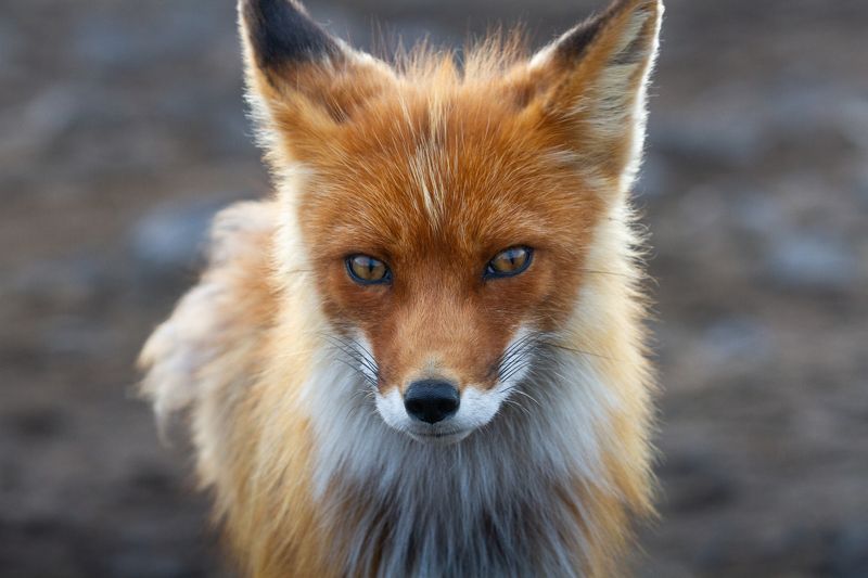 лиса, камчатка, животные, природа photo preview